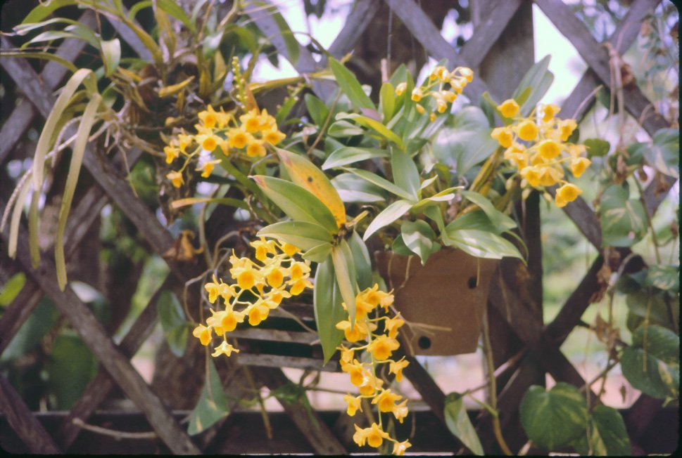 AO06 Chiang Mai Orchid 041965.jpg