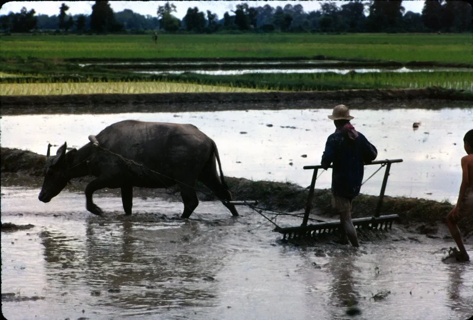 MA35 Chiang Mai Rice Planting 07 1967.jpg