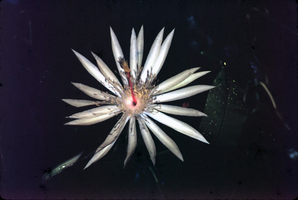 MA27 Chiang Mai garden Cacturs Lebocereus 07 1967.jpg