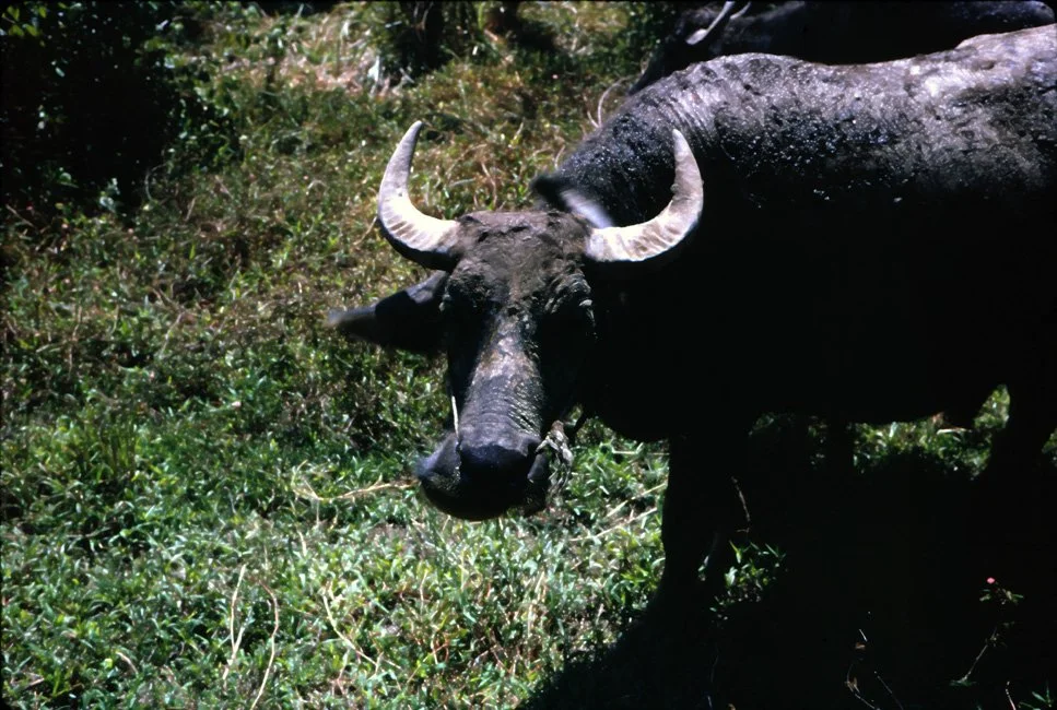 AX28 Chiang Mai Buffalow 11 1966.jpg