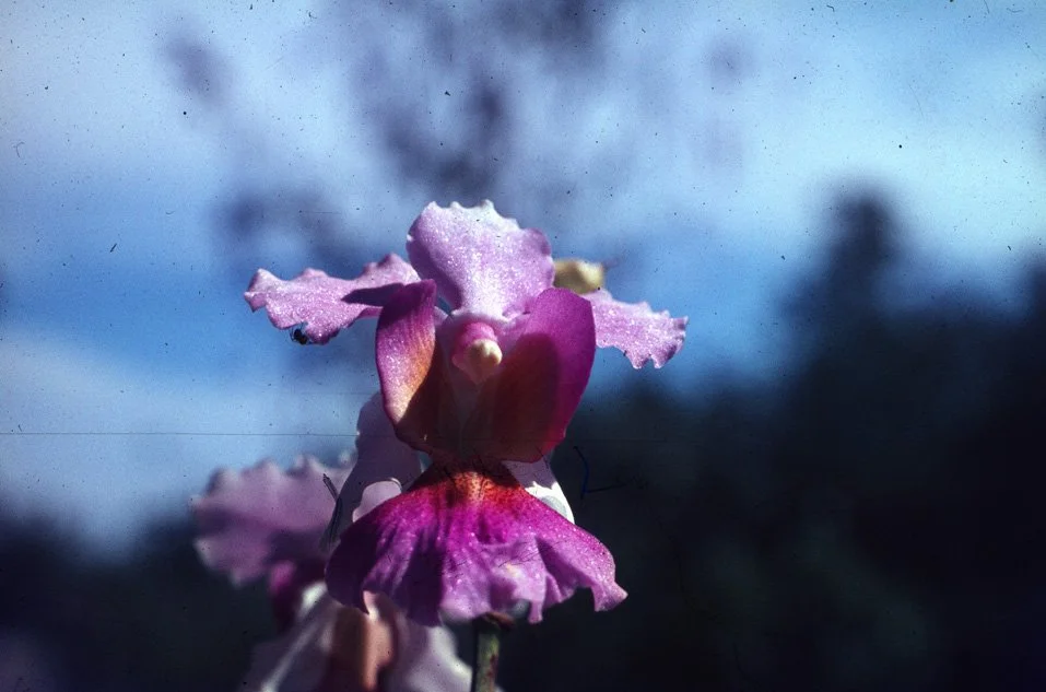 va06 flower 01 1969.jpg