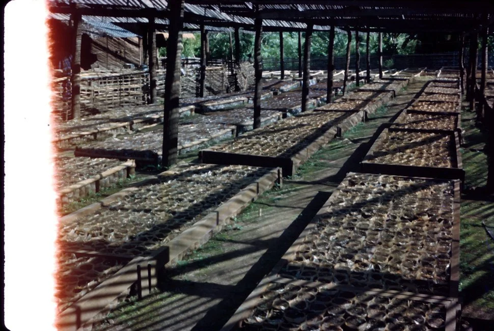 NA01 Chiang Dow Tea Plantation 10 1967.jpg