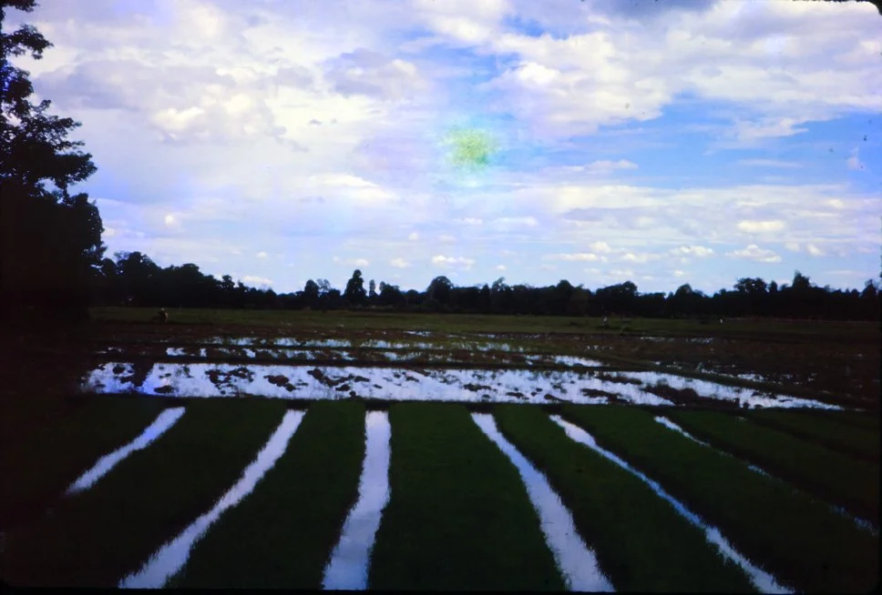 AO35 Chiang Mai Rice Nursery 071965.jpg