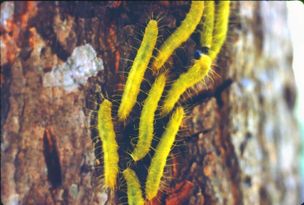 za31 Chiang Mai Garden Caterpillars 12 1969.jpg