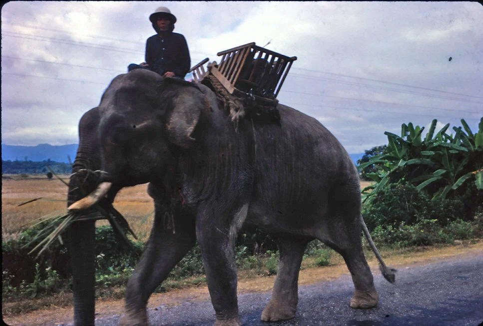 GA23 Chieng Rai Sampang Elephant 01 1967.jpg