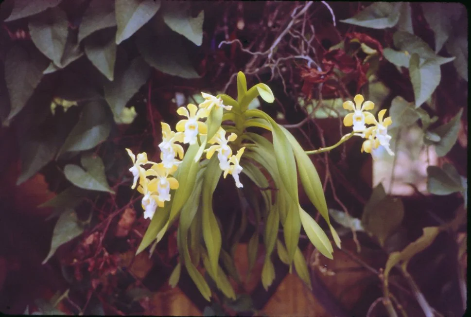 AO05 Chiang Mai Orchid 041965.jpg