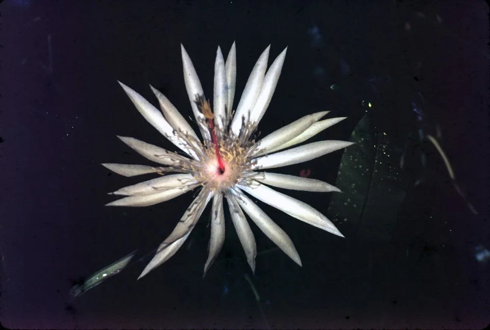MA27 Chiang Mai garden Cacturs Lebocereus 07 1967.jpg