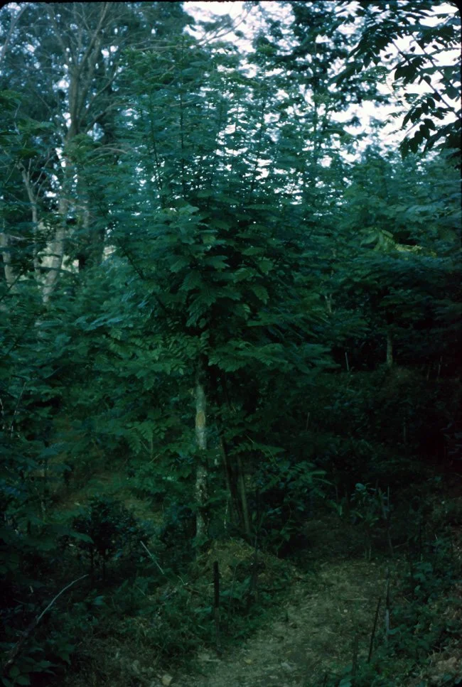 NA04 Chiang Dow Tea Plantation 10 1967.jpg