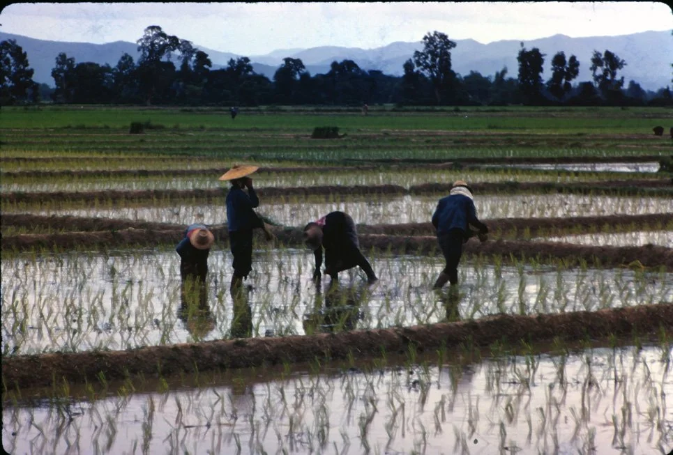 MA33 Chiang Mai Rice Planting 07 1967.jpg