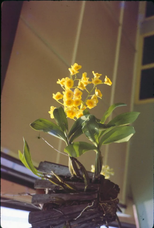 AL26 Chiang Mai Garden Orchid Dendrobium Crestofoxum 04 1965.jpg