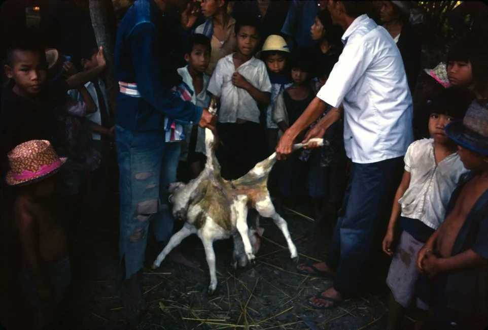 DA25 Chiang Mai village 2 headed calf 12 1966.jpg