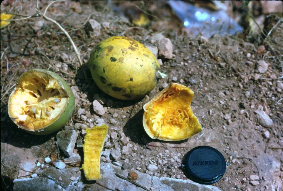 KA24 Mae Hongsorng fruit Aegle Marmelos 04 1967.jpg