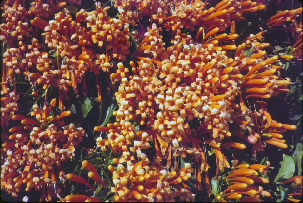 AK22 Mai Fack Flowers Pyrostegia vinusta 02 1965.jpg