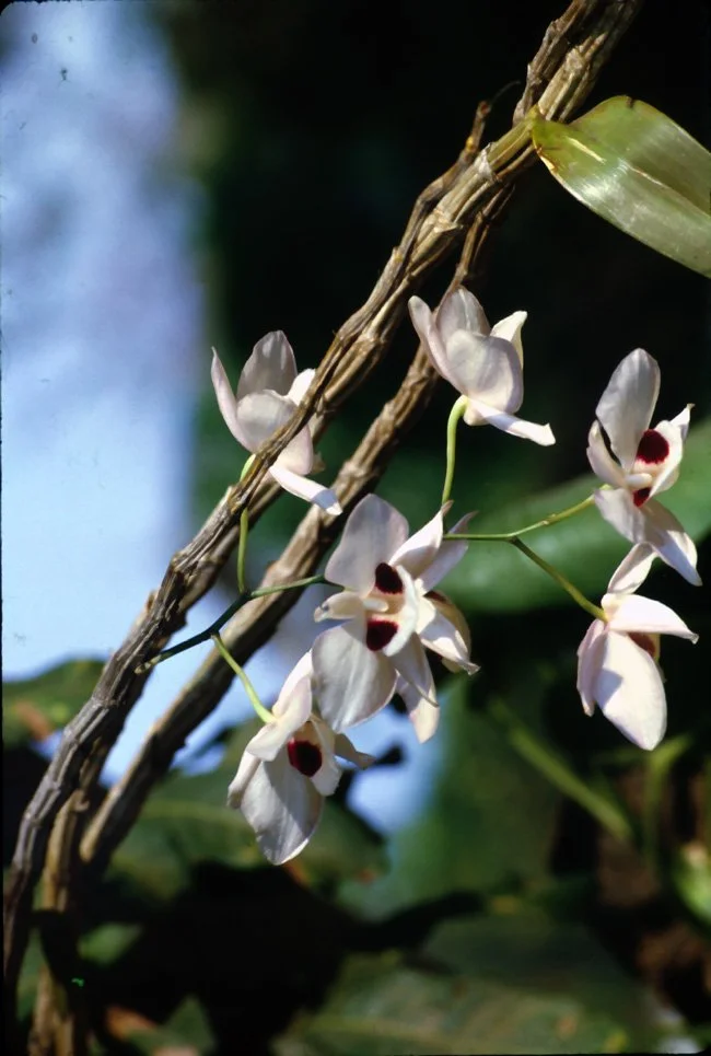 JA14 Chiang Mai Garden Dendrotsium pulchellum 04 1967.jpg