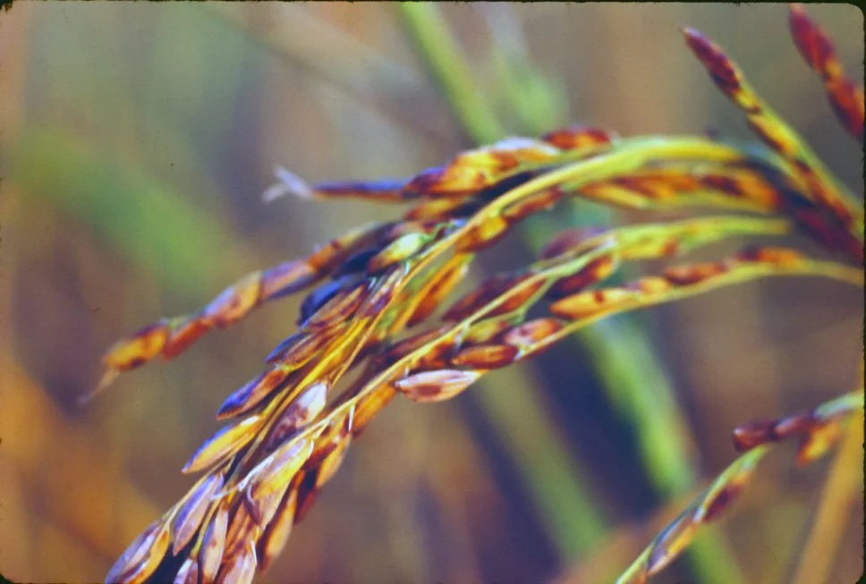 za24 Chiang Mai Rice 12 1969.jpg