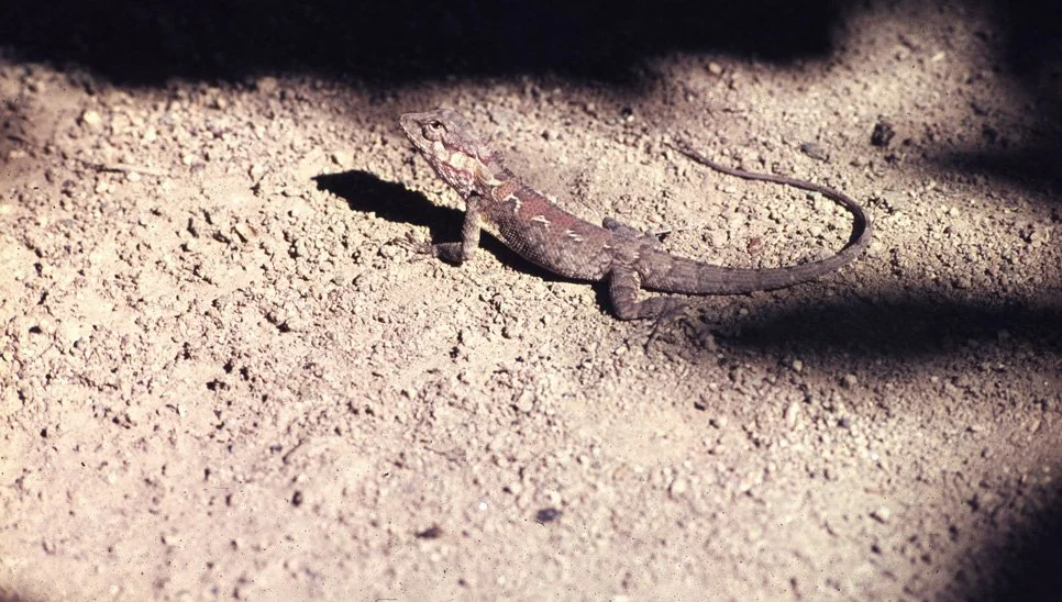 ua04 Chaing mai Garden lizard Dec 1068.jpg