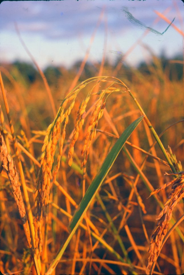 za20 Chiang Mai Rice 12 1969.jpg