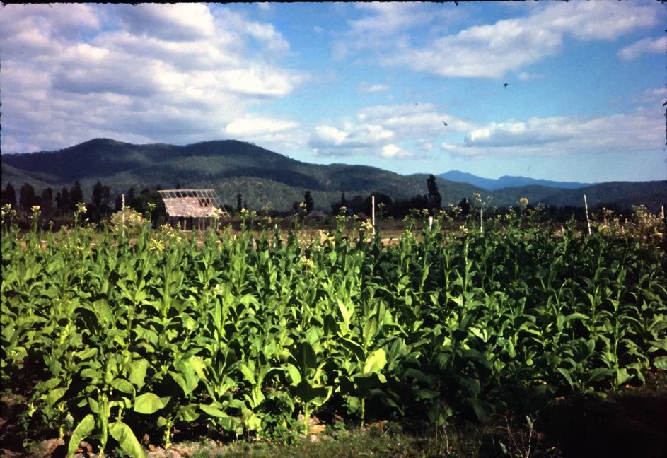 AJ02 Chiang Mai Tobacco 12 1964.jpg