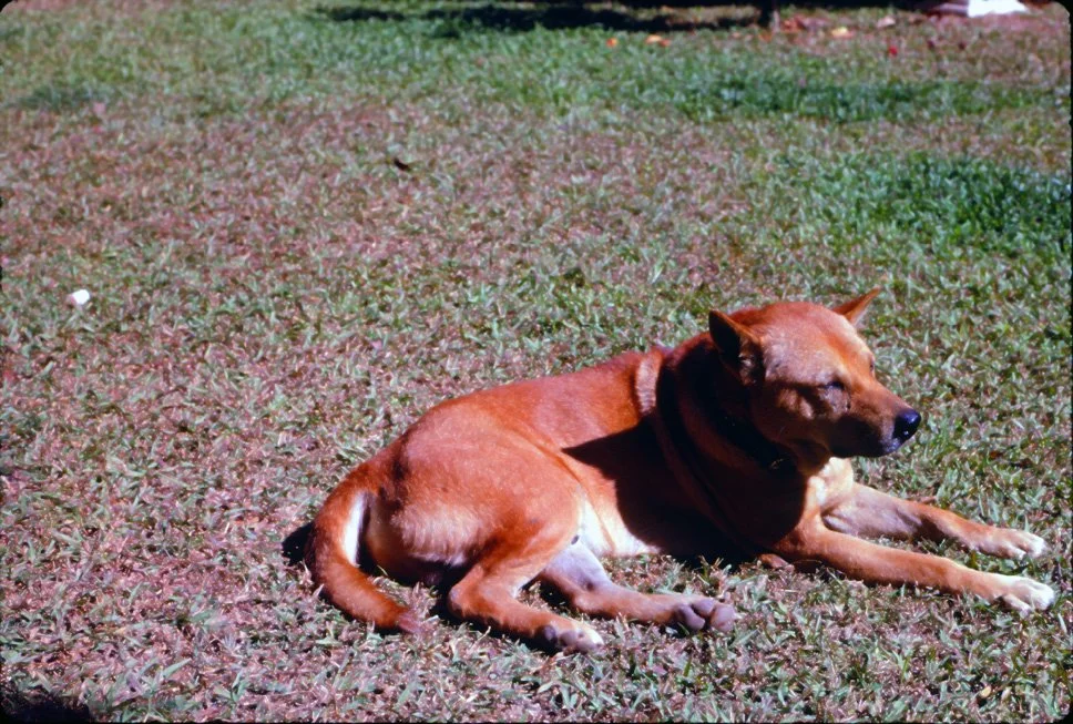 za35 Chiang Mai Dick the dog 12 1969.jpg