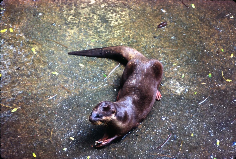 EA09 Chiang Mai Zoo Otter 12 1966.jpg