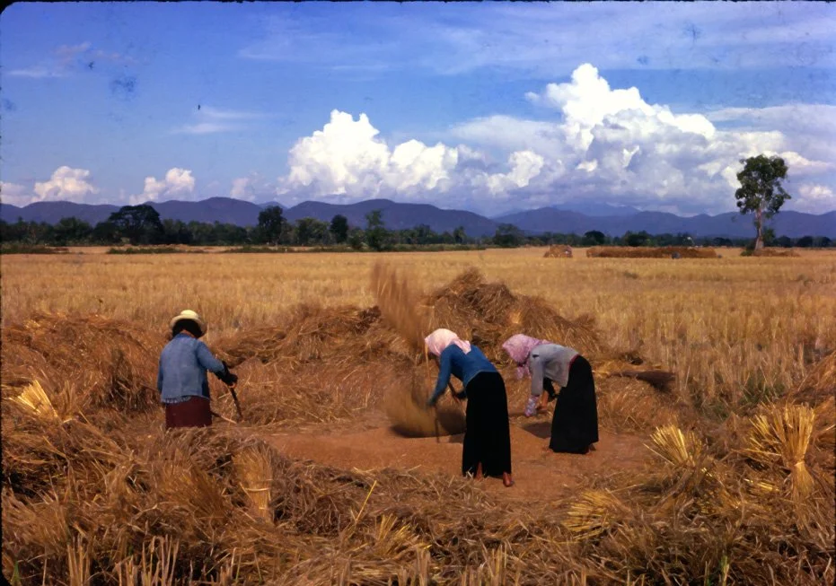 DA38 Chiang Mai Mae Jo Rice Harvest 12 1966.jpg