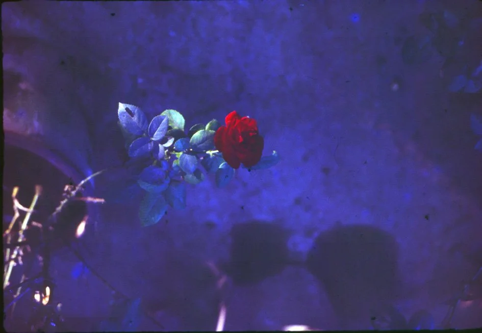 AJ35 Chiang Mai Rose 12 1964.jpg