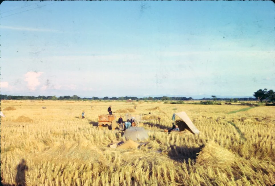 DA32 Chiang Mai rice harvest 12 1966.jpg