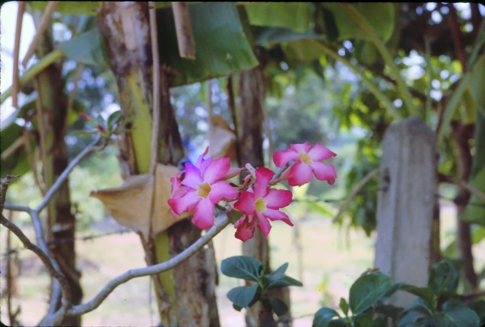 AL24 Chiang Mai Garden Flowers Adernum Ceranium 04 1965.jpg