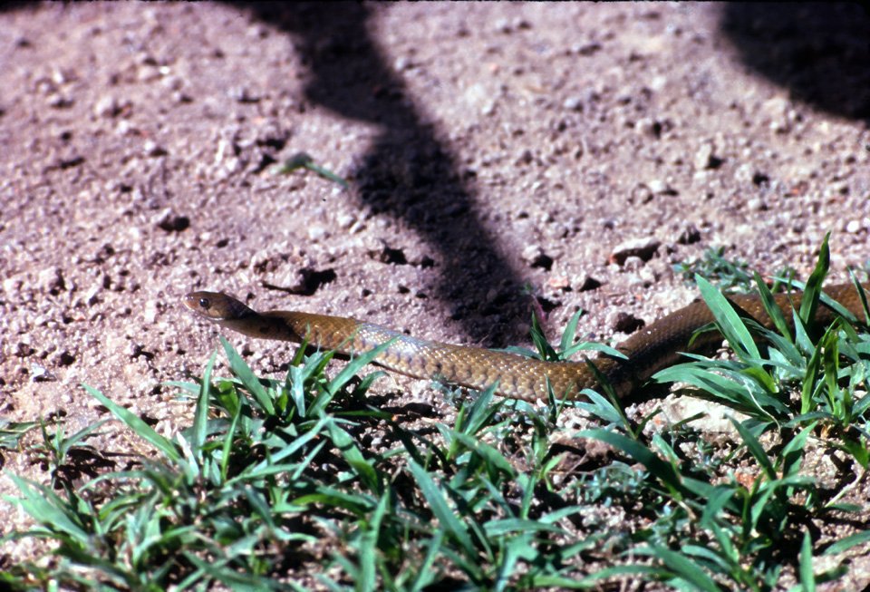 DA35 Chiang Mai snake in garden 12 1966.jpg