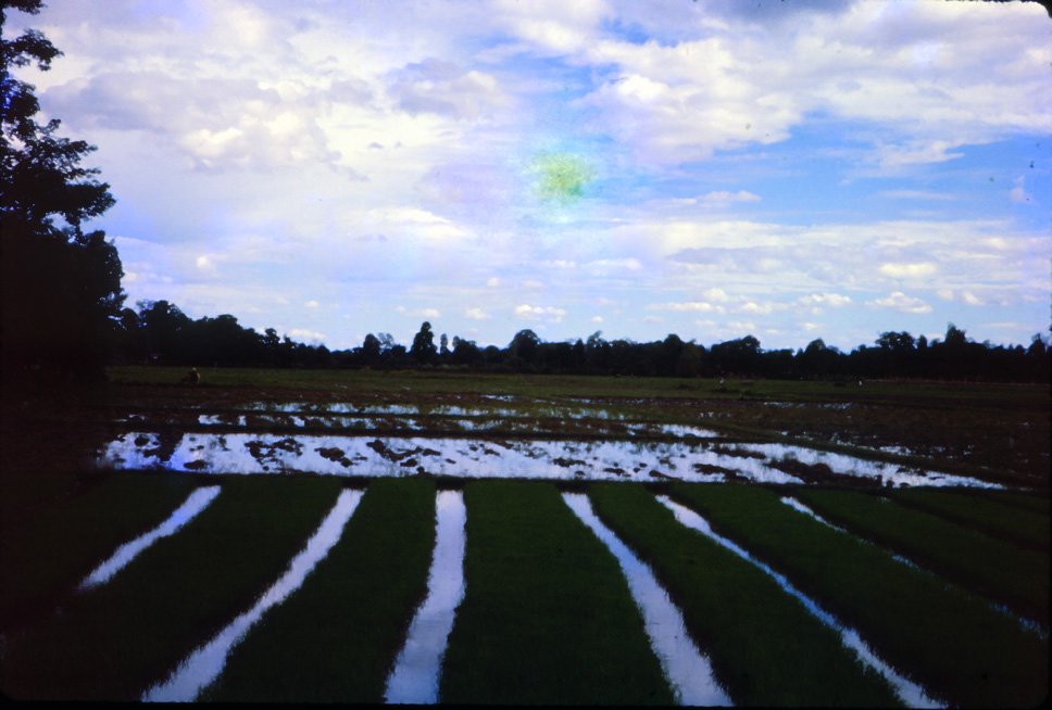 AO35 Chiang Mai Rice Nursery 071965.jpg