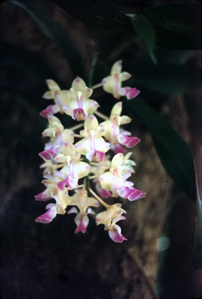 MA24 Chiang Mai garden orchid Aerides Odoratum 07 1967.jpg