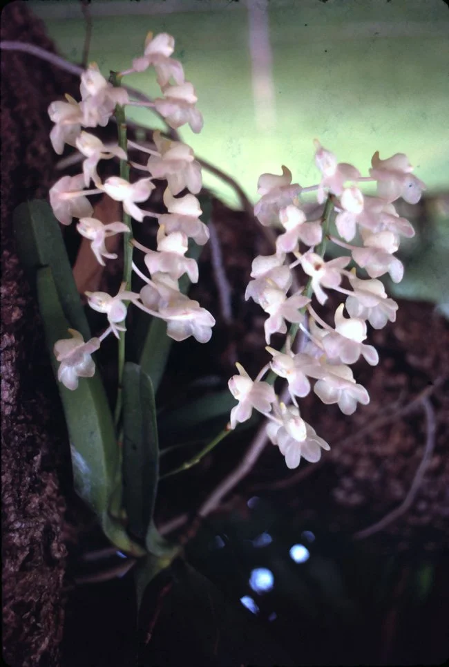 MA25 Chiang Mai garden orchid Aerides Sp 07 1967.jpg