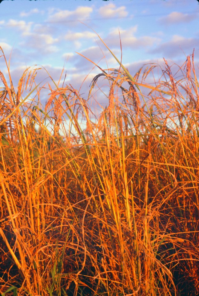 za21 Chiang Mai Rice 12 1969.jpg