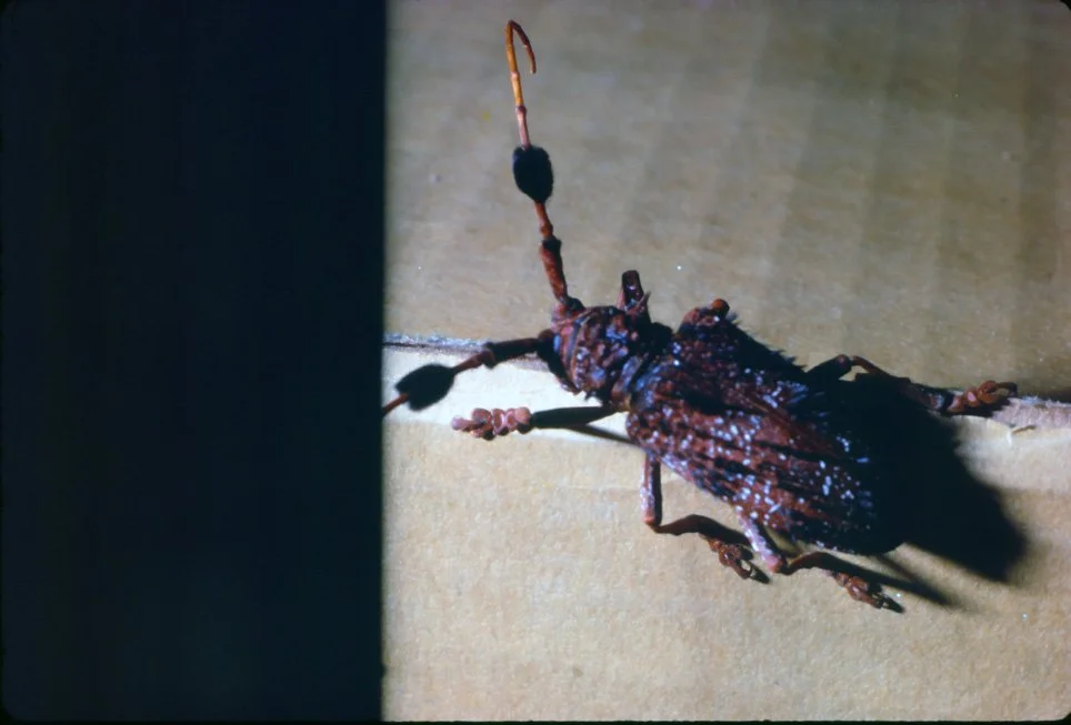 ya12 Chaing Mai University beetle 10 1969.jpg