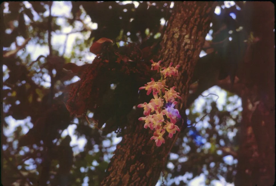 AO08 Chiang Mai Orchid Aerides Sp 041965.jpg