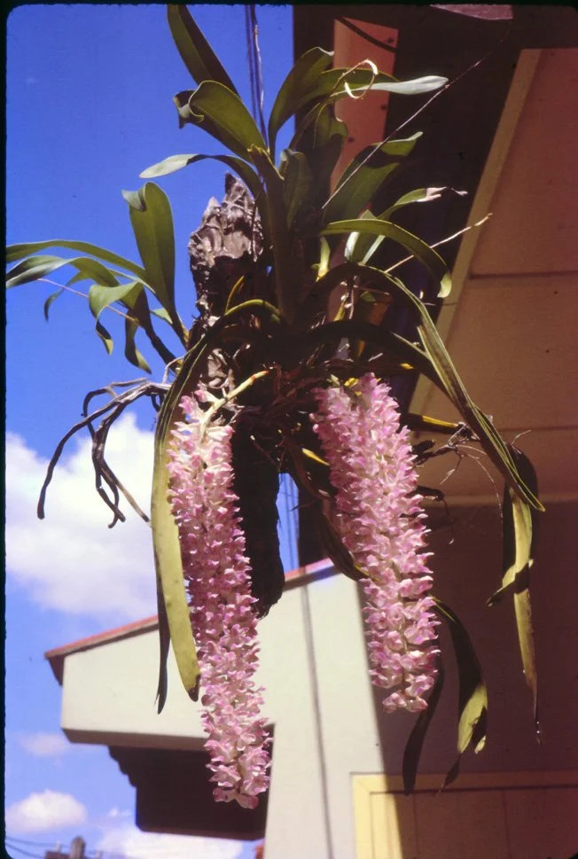 AO11 Chiang Mai Rhycostylis retusa 041965.jpg