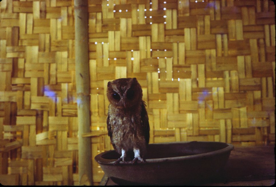 AL36 Chiang Mai Owl 04 1965.jpg