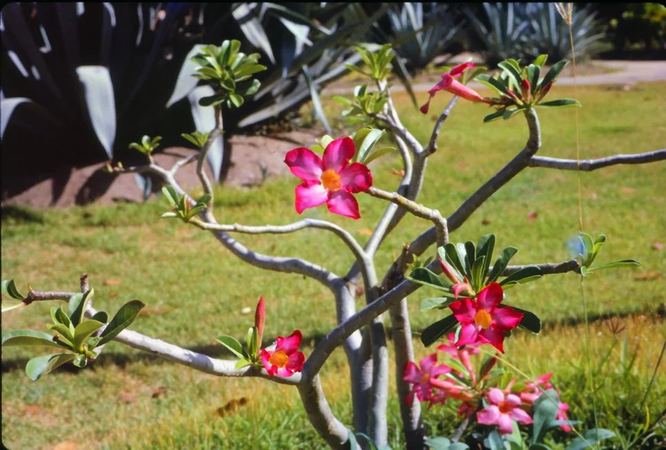 AM09 Hua Hin Hotel adenatum cetanium 04 1965.jpg