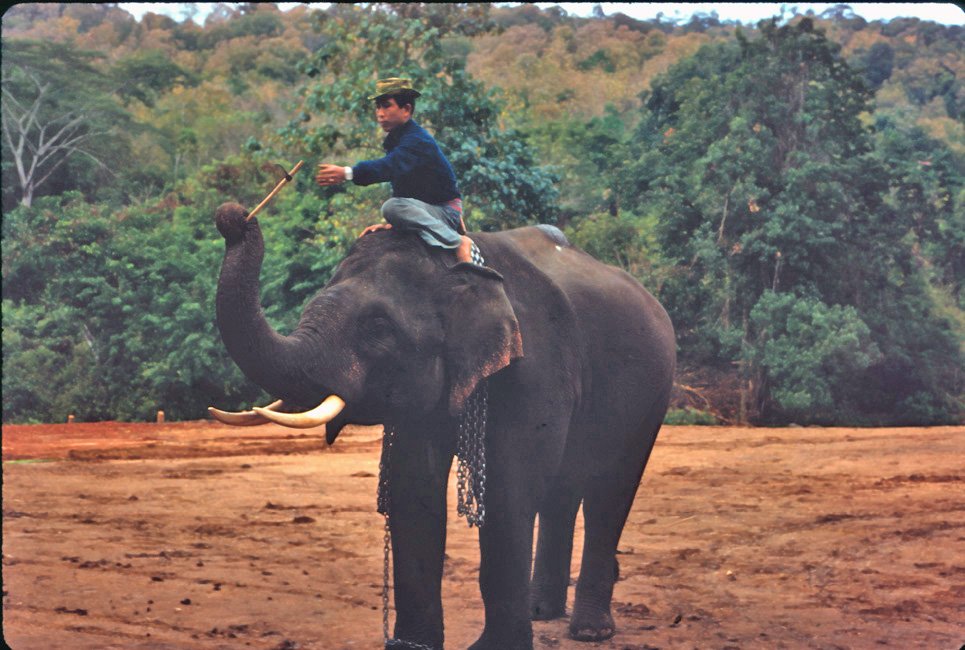 GA33 Mesai Elephants 01 1967.jpg