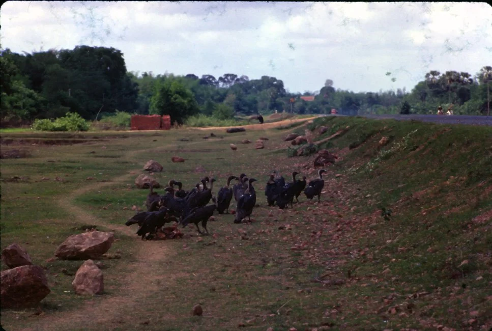 KA37 Chiang Mai Bangkok vultures 05 1967.jpg