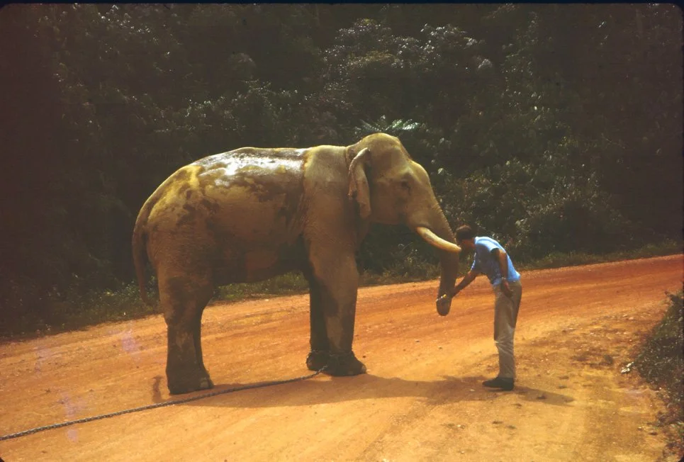 AM25 Prachuab Ramong Philip Bradbeer Elephant 041965.jpg