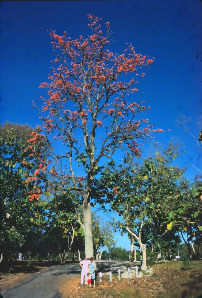 EA14 Chiang Mai University Tree Buteamonosperma 12 1966.jpg