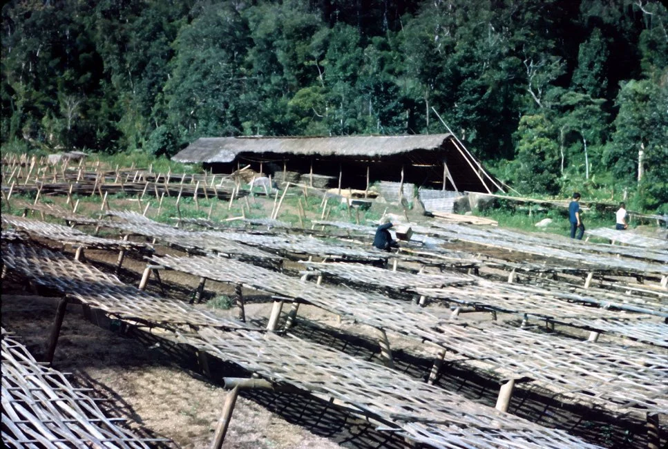 NA02 Chiang Dow Tea Plantation 10 1967.jpg