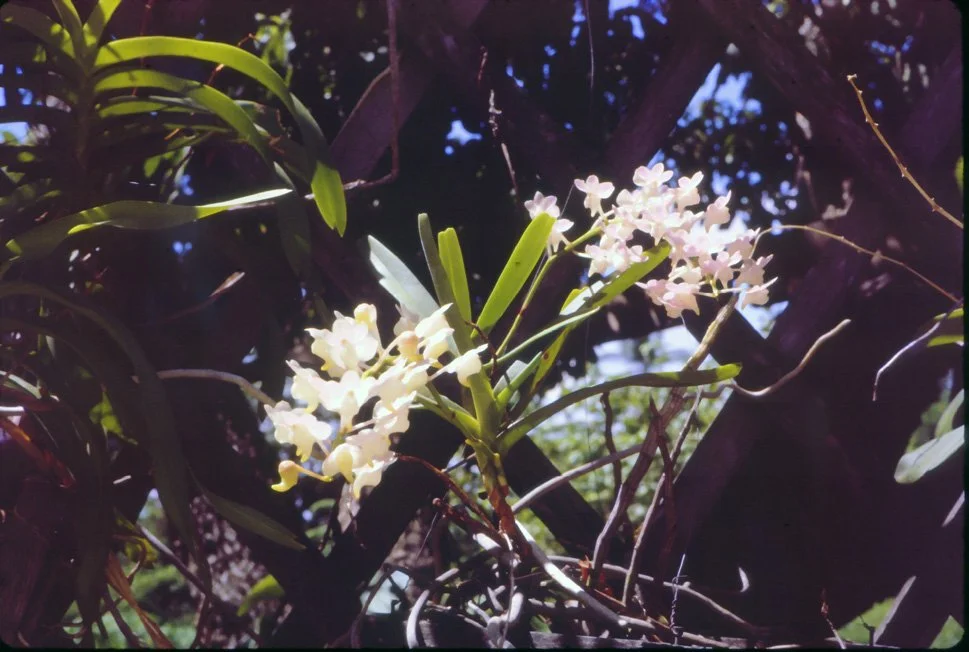 AO07 Chiang Mai Orchid Aerides Faliatum 041965.jpg