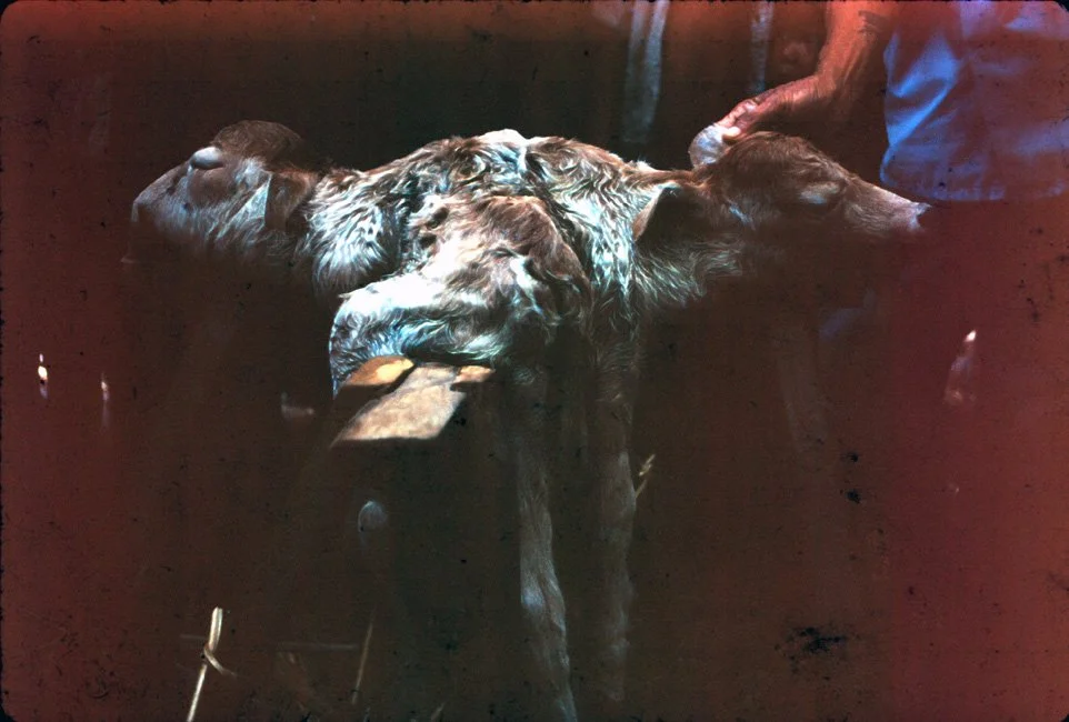 DA24 Chiang Mai village 2 headed calf 12 1966.jpg