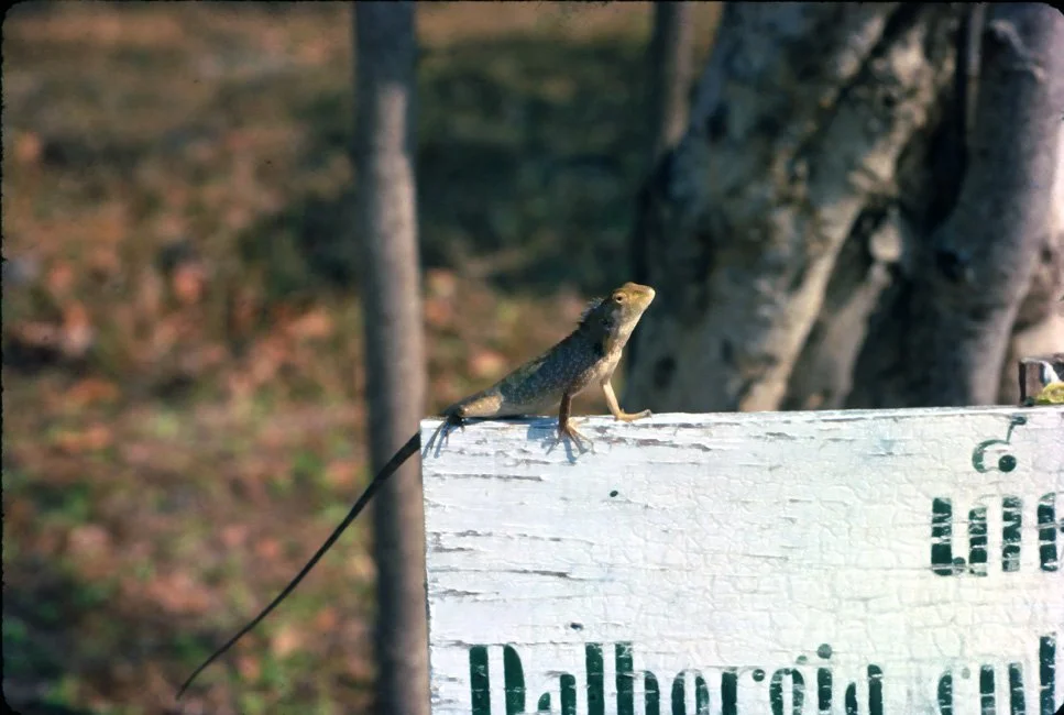 HA33 Chiang Mai Lizard 03 1967.jpg