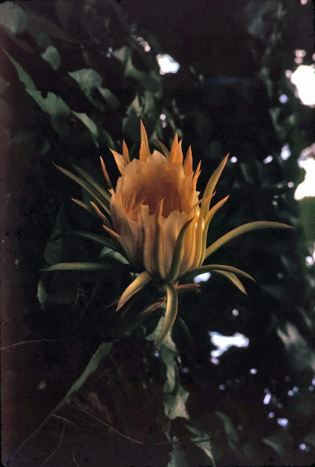 AW34 Chiang Mai Night Flowering Cactus Lebocerus 08 1966.jpg