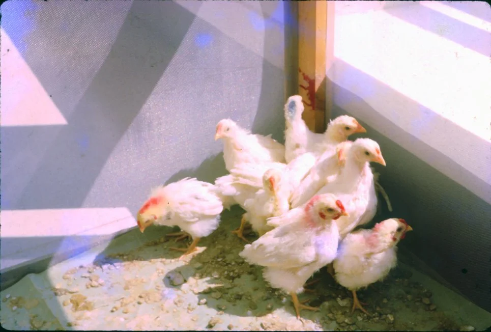 AL01 Chiang Mai University Chickens 02 1965.jpg