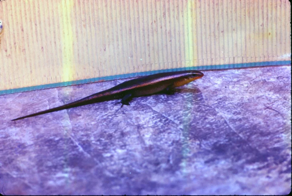 ya36 Chiang Mai Garden Lizard 10 1969.jpg