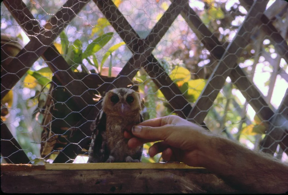 AL35 Chiang Mai Owl 04 1965.jpg